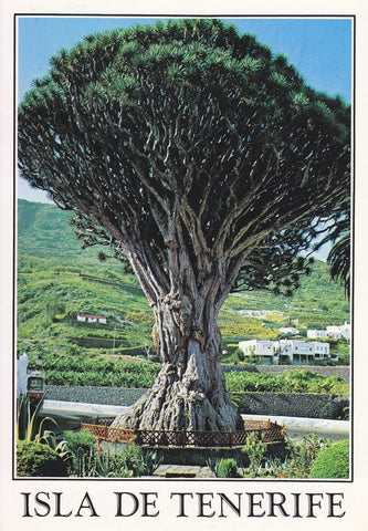 Postal 60280: Drago milenario. Icod de los Vinos (Tenerife)