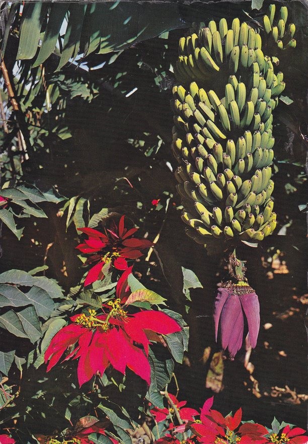 Postal 60387. Racimos de platanos. Tenerife