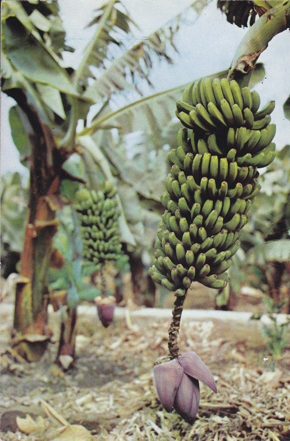 Postal 60388. Racimos de platanos. Tenerife