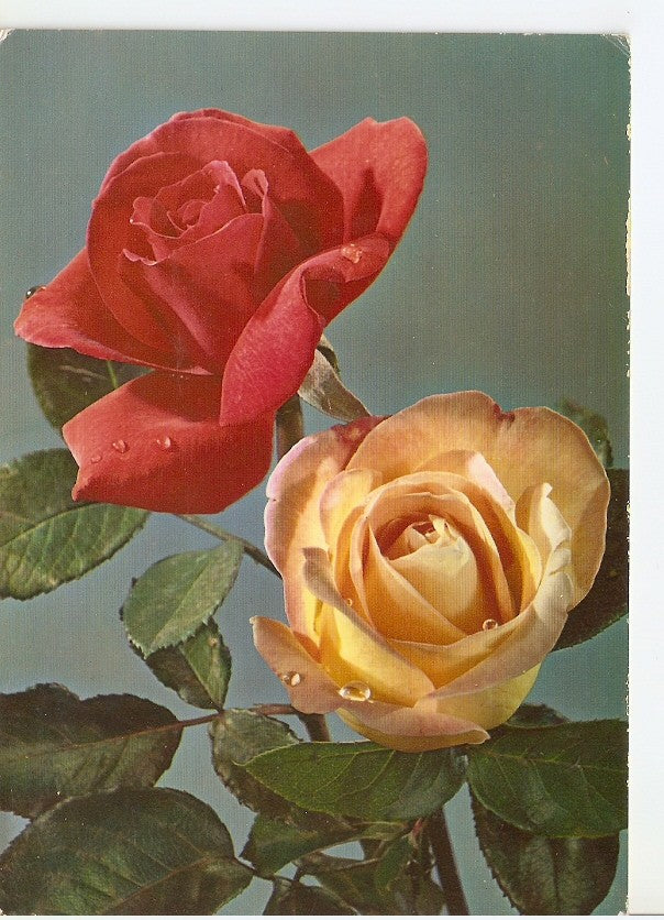 Postal 044478 : Rosas