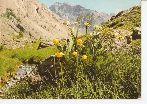 Postal 044638 : Le printemps dans les hautes vallees: vallon de lEychaude en Vallouise (Parc National des Ecrins)