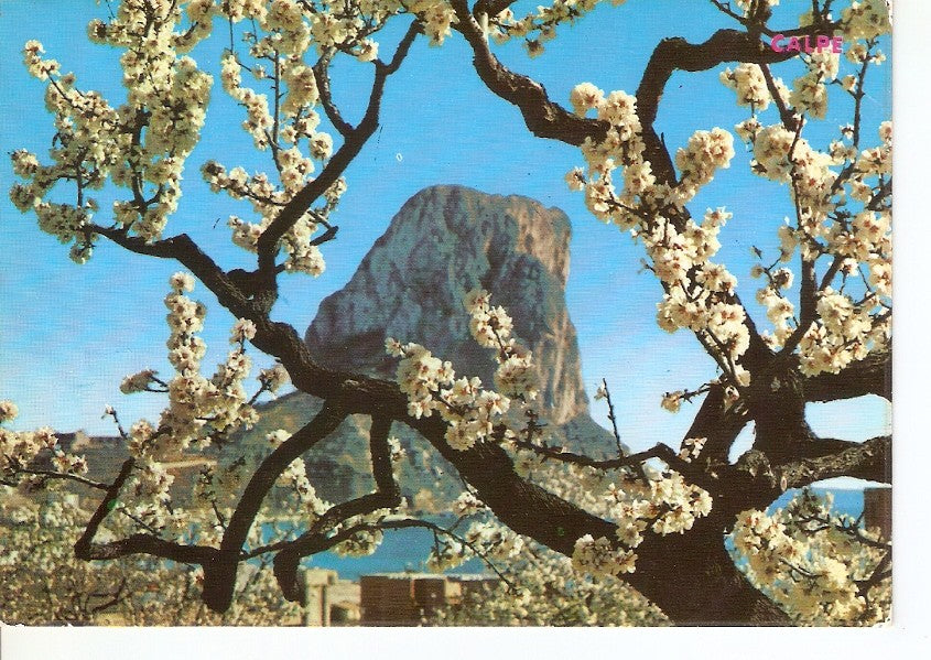 Postal 044730 : Calpe (Alicante). Peñon de Ifach a traves almendro en flor