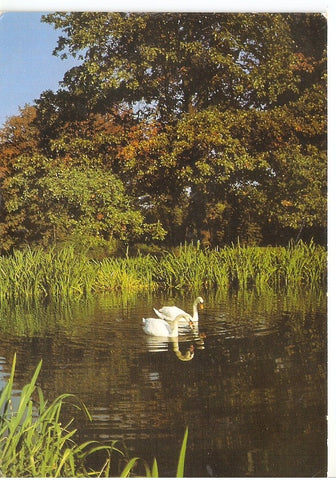 Postal 044883 : Cisnes