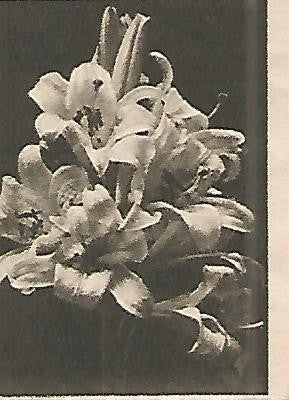 CROMO 0028 GALLINA BLANCA 2o ALBUM. Serie 11 Flores. Numero 7 Lirios
