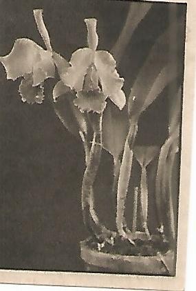 CROMO 0029 GALLINA BLANCA 2o ALBUM. Serie 11 Flores. Numero 9 Cattleya hivernalis