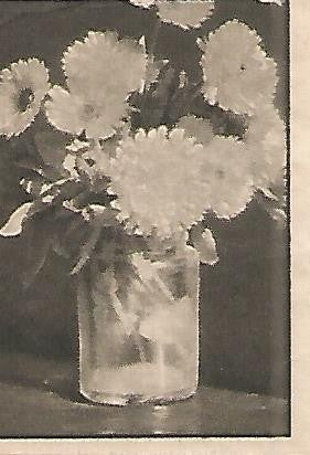 CROMO 0032 GALLINA BLANCA 2o ALBUM.  Serie 12 Flores. Numero 8 Calendula
