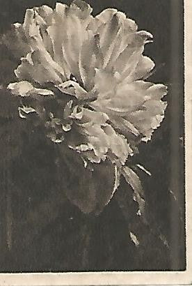 CROMO 0033 GALLINA BLANCA 2o ALBUM. Serie 12 Flores. Numero 4 Peonia