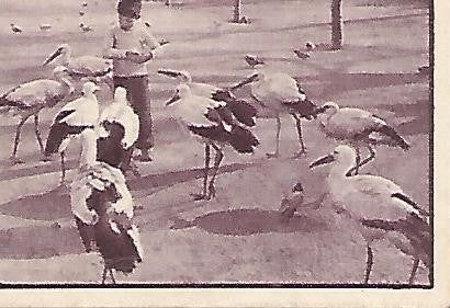 CROMO 00234 GALLINA BLANCA 2o ALBUM. Serie 95 Parque zoologico. Numero 10 Cigueñas