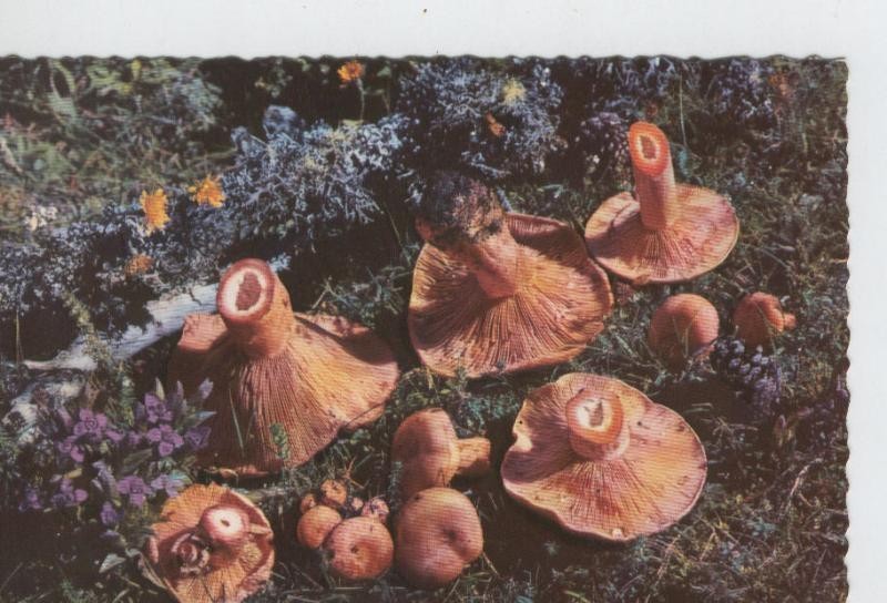 Postal 006694: Rovellons del Pirineo de Lerida