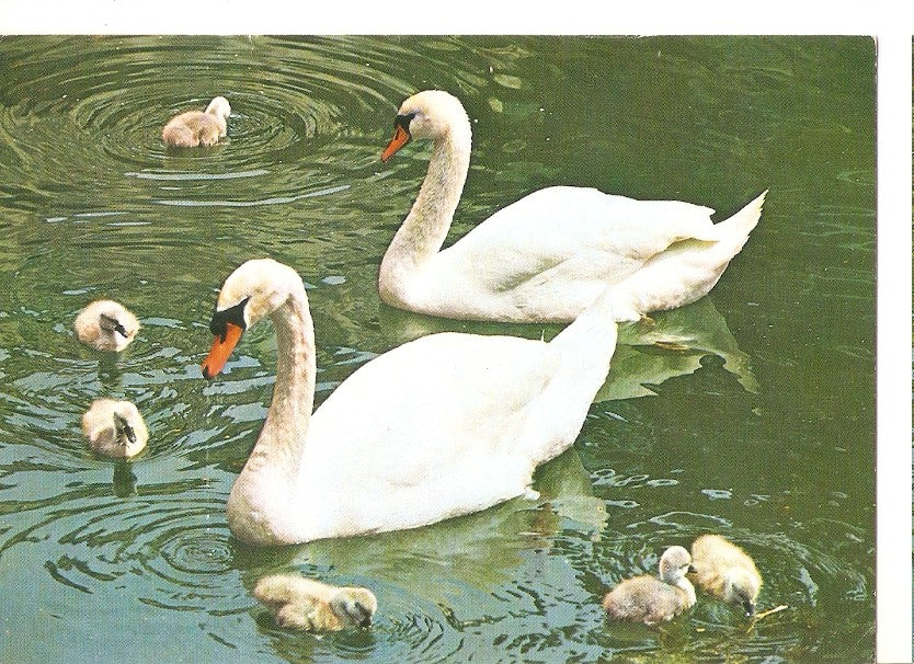 Postal 045040 : Suisse. A swan family