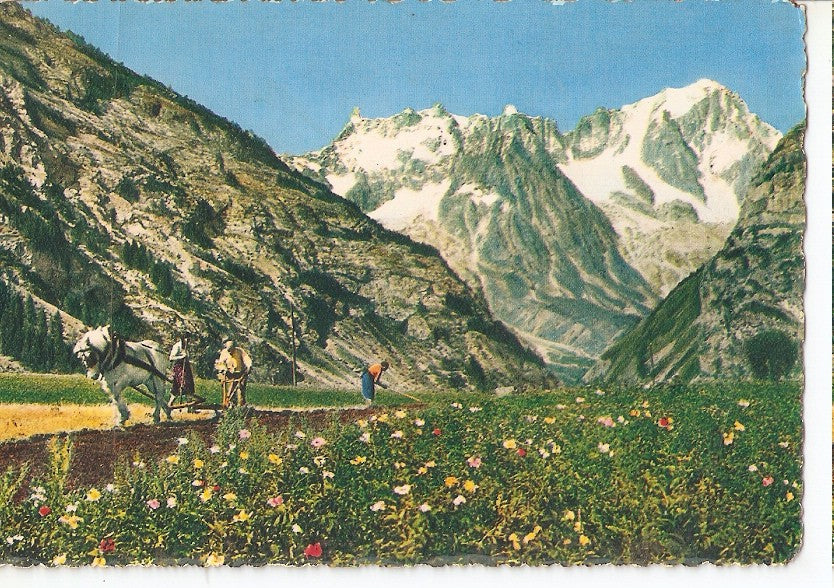 Postal 045265 : Trabajando en la tierra
