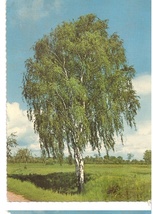 Postal 045600 : Arbol