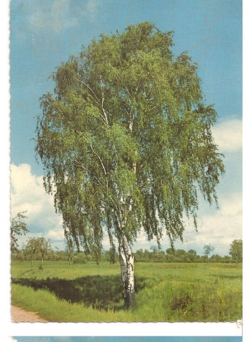 Postal 045600 : Arbol