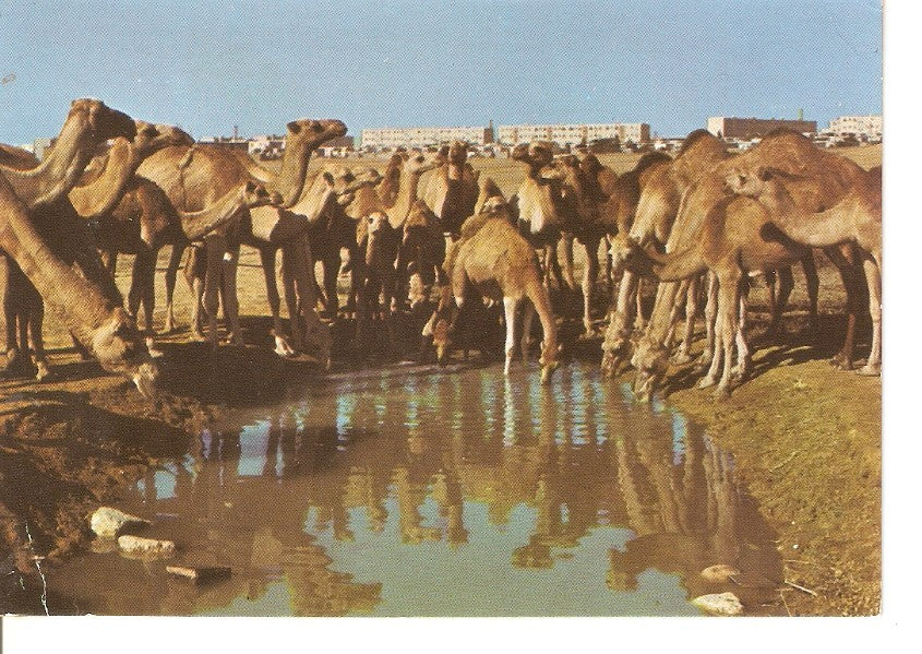 Postal 045616 : Camels at watering place. Beer Sheva