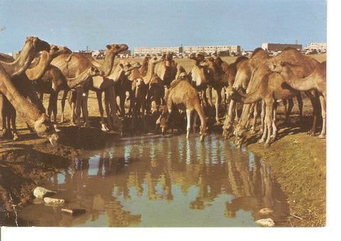 Postal 045616 : Camels at watering place. Beer Sheva