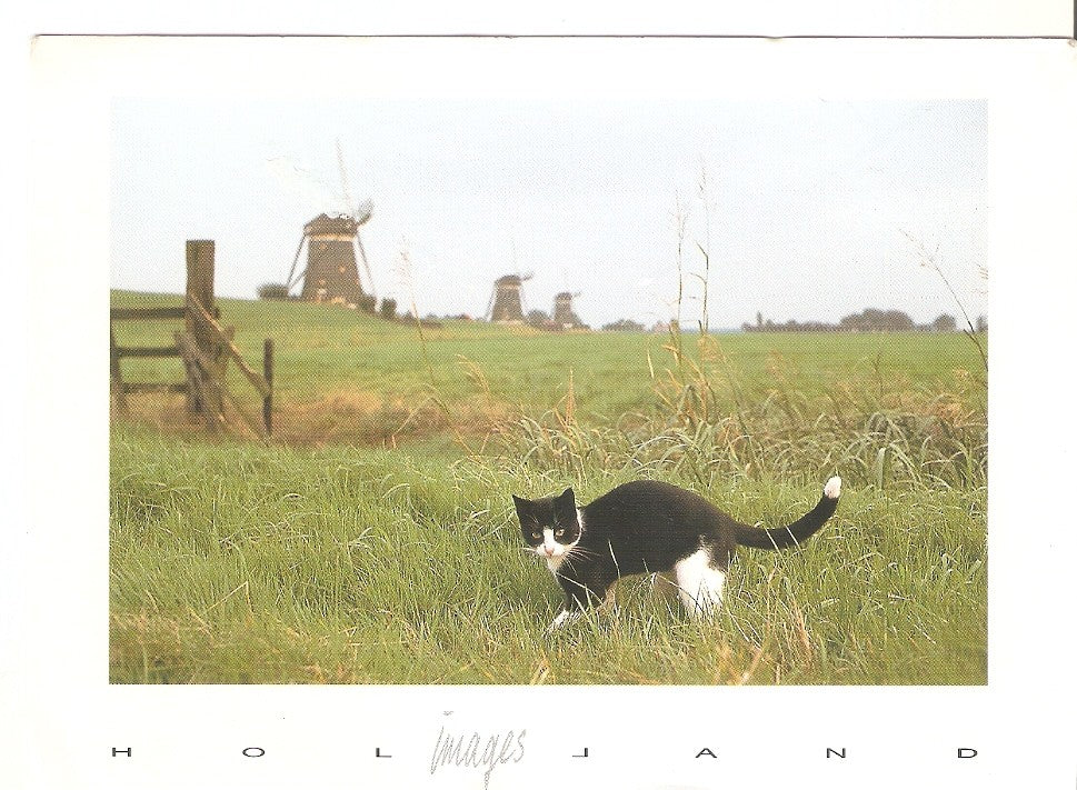 Postal 045691 : Gato en el campo