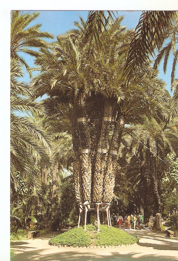 Postal 045874 : Huerto del Cura - Elche. Palmera Imperial