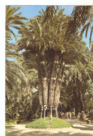Postal 045874 : Huerto del Cura - Elche. Palmera Imperial