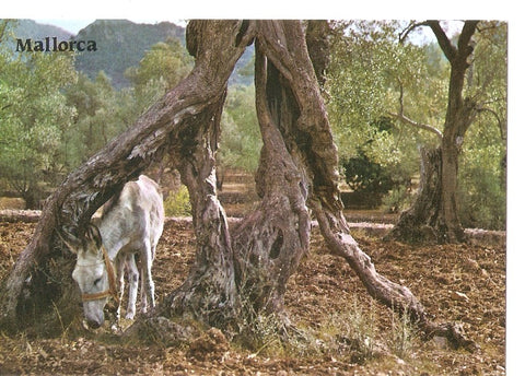 Postal 045880 : Mallorca. Olivos milenarios