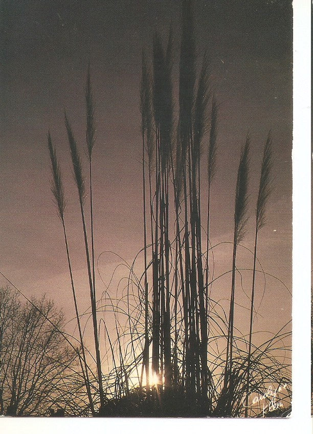Postal 045957 : Douceur dun soir