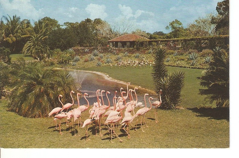 Postal 046039 : Flamingos pareade on the banks of the Flamingo Lake at Miami