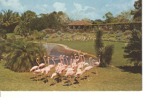 Postal 046039 : Flamingos pareade on the banks of the Flamingo Lake at Miami