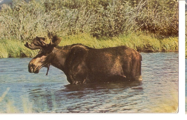 Postal 046056 : Northen Moose 