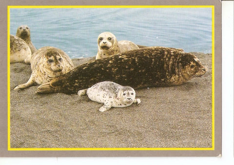 Postal 046239 : Harbor Seal 