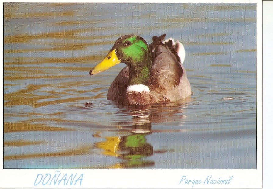 Postal 046356 : Doñana. Parque Nacional. Anade Real