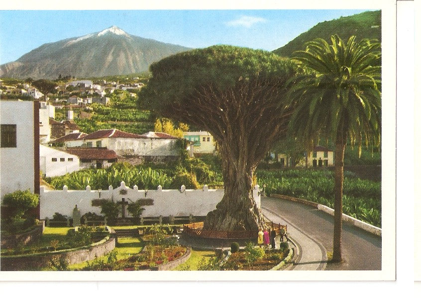 Postal 046406 : Icod de los Vinos. Tenerife