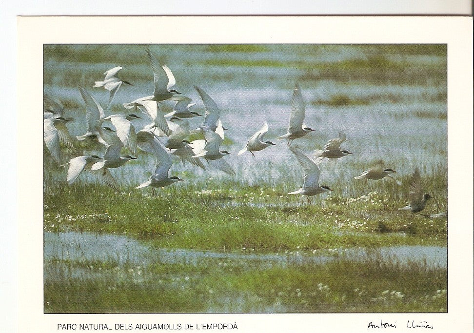 Postal 046755 : Fumarells carablancs. Parc Natural dels Aiguamolls de lEmporda