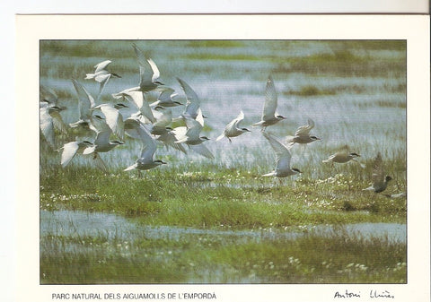 Postal 046755 : Fumarells carablancs. Parc Natural dels Aiguamolls de lEmporda