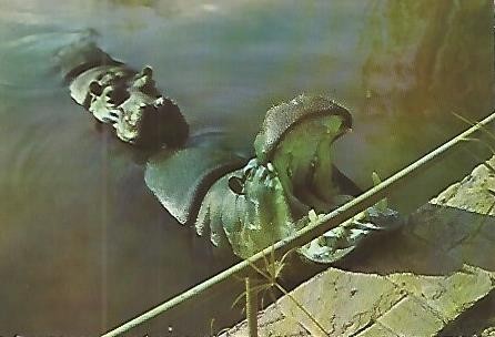 POSTAL 53139:  ZOO DE BARCELONA. Hipopotamos