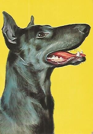 POSTAL 53154: DOBERMAN