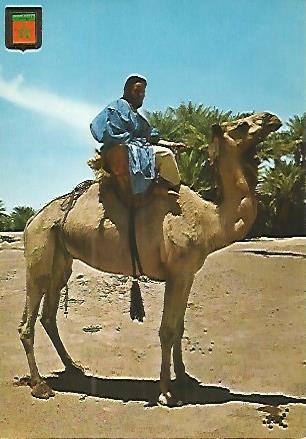 POSTAL 53171: MARRUECOS TIPICO. Meharistas de M Hamid