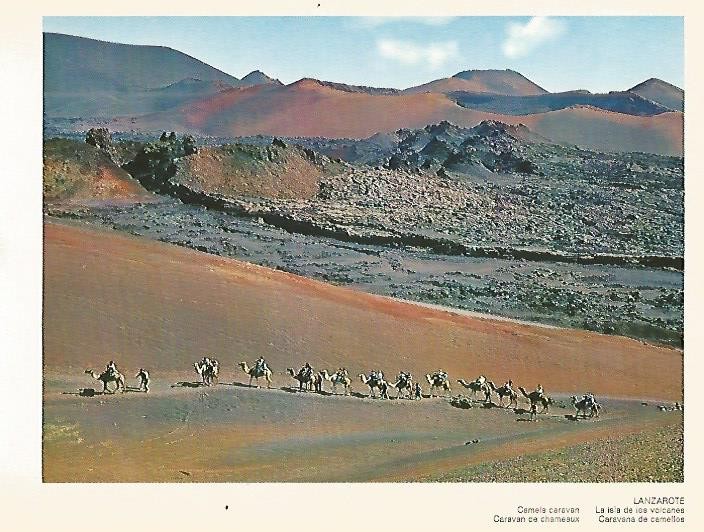 LAMINA 1692: LANZAROTE. Caravana de camellos