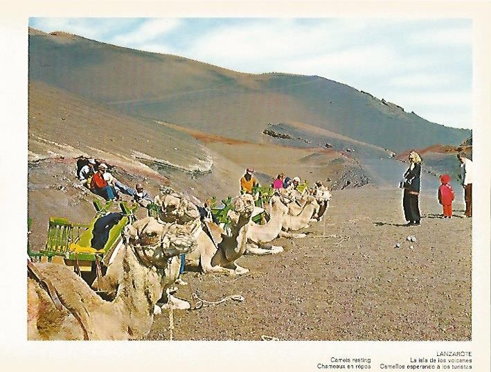 LAMINA 1715: LANZAROTE. Camellos esperando a los turistas