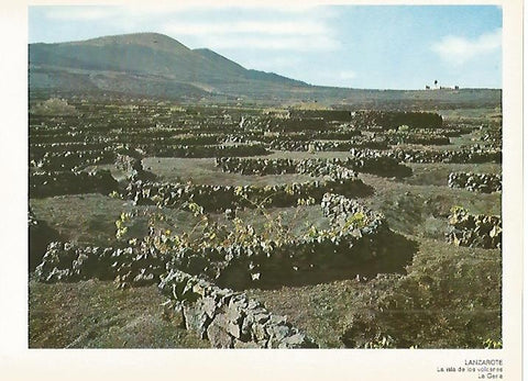 LAMINA 1716: LANZAROTE. La Geria