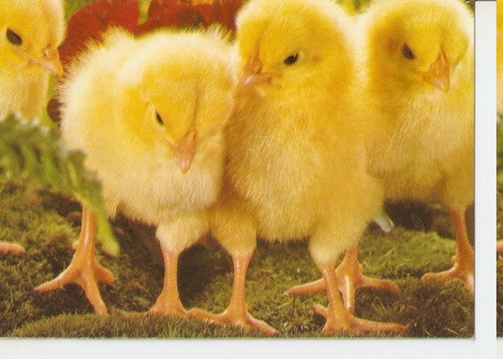 Postal 047056 : Crias de gallina