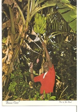 Postal 047671 : Banana Cutter