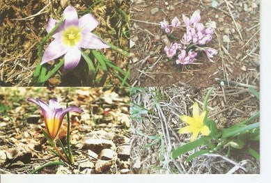 Postal 047782 : Parc National Belezma Crocus colchicum au pelouse de brojem