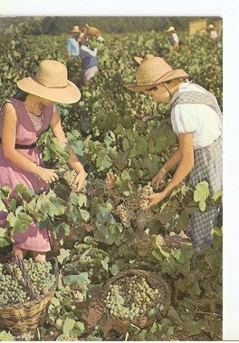 Postal 047860 : Cavas Codorniu. Vendimia