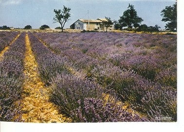 Postal 047922 : Reflets de Provence. Champ de lavande