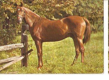 Postal 048063 : Caballo