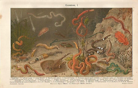 LAMINA ESPASA 510: Gusanos