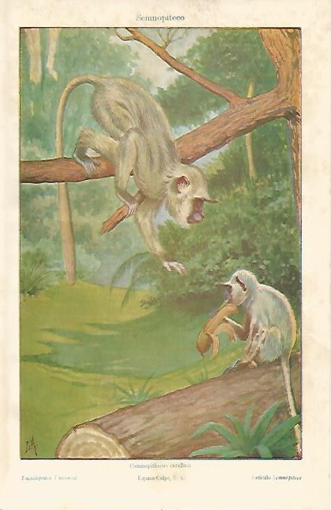 LAMINA ESPASA 626: Semnopithecus entellus