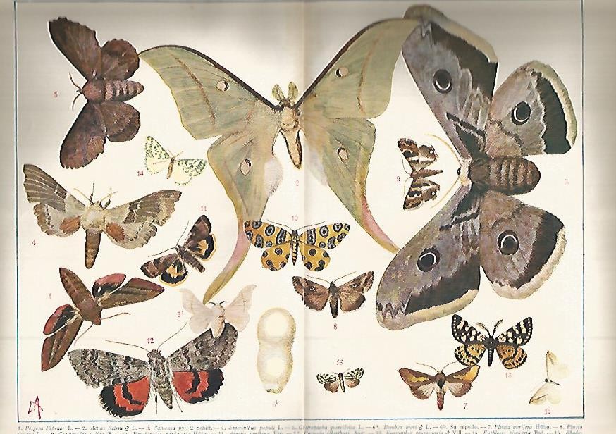 LAMINA ESPASA 643: Heteroceros