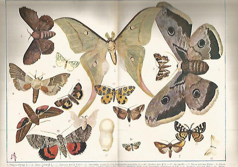 LAMINA ESPASA 643: Heteroceros