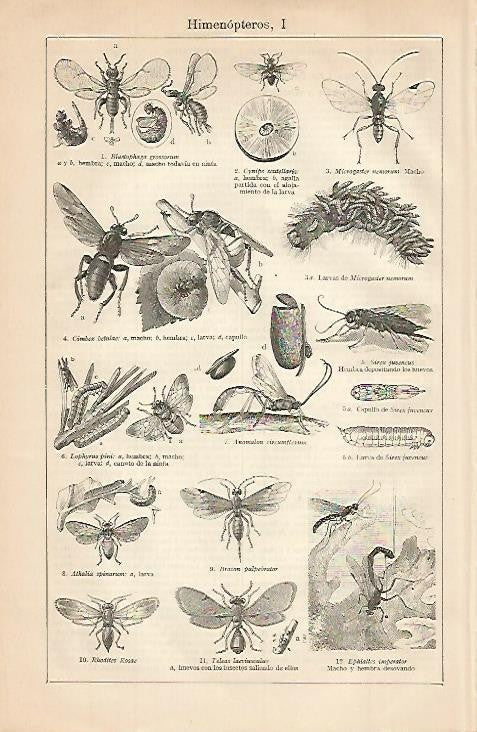 LAMINA ESPASA 681: Himenopteros I