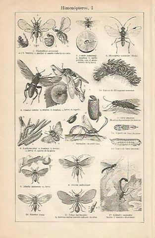 LAMINA ESPASA 681: Himenopteros I